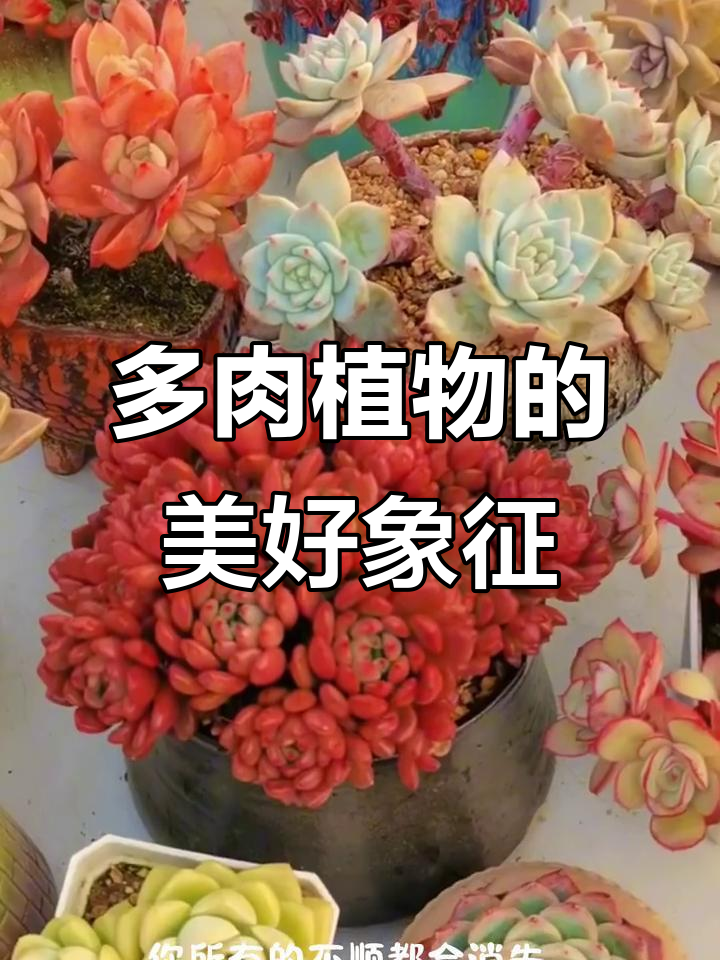 多肉植物的特殊寓意,转运、招财、爱情全都有