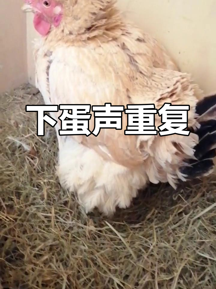 母鸡下蛋的循环声音