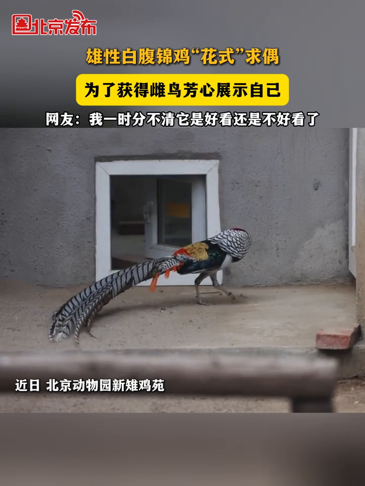 雄性白腹锦鸡“花式”求偶,为了获得雌鸟芳心展示自己!