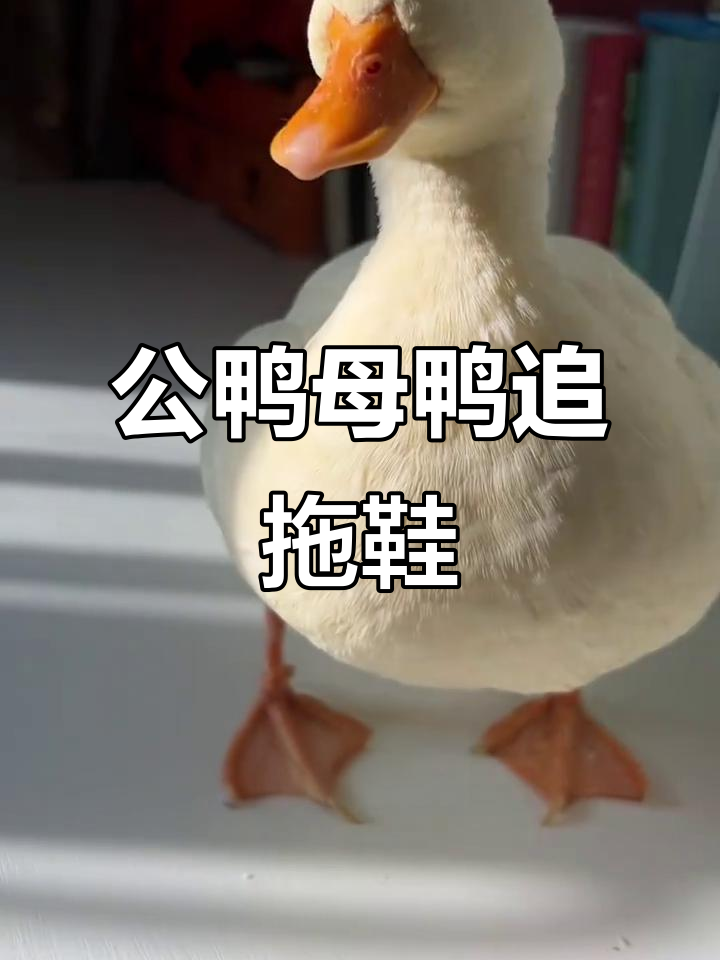 柯尔鸭的奇葩催婚方式，竟然连拖鞋都成了“目标”