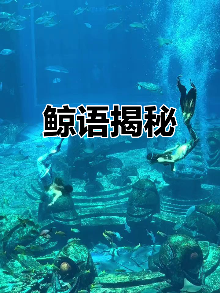 破译鲸鱼之谜,美人鱼的秘密
