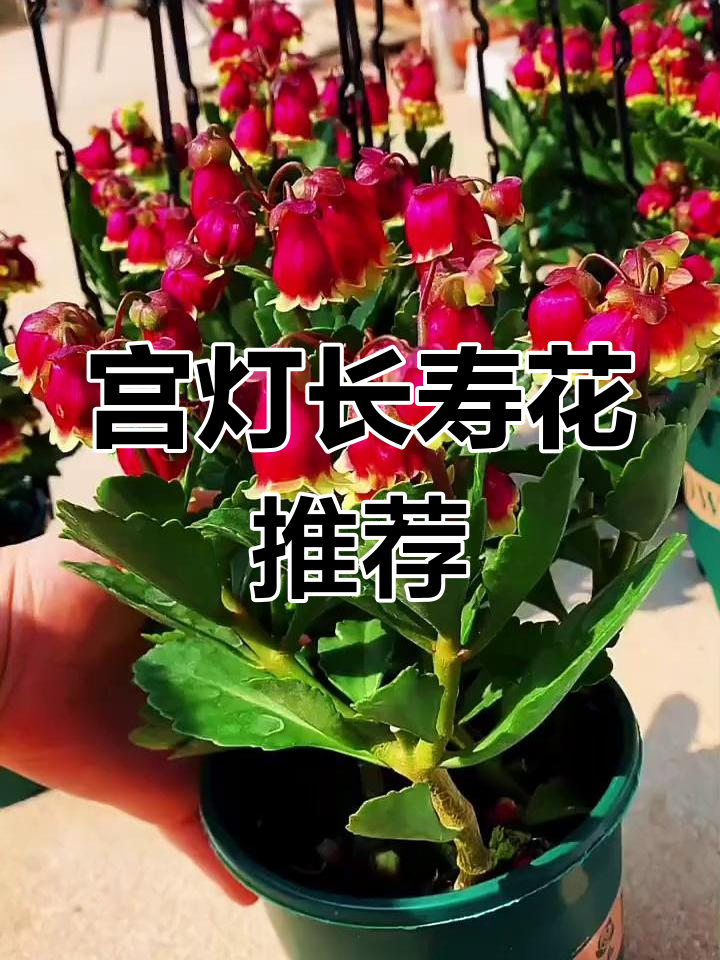 宫灯长寿花:美丽如小灯笼,轻松养护阳台变花园