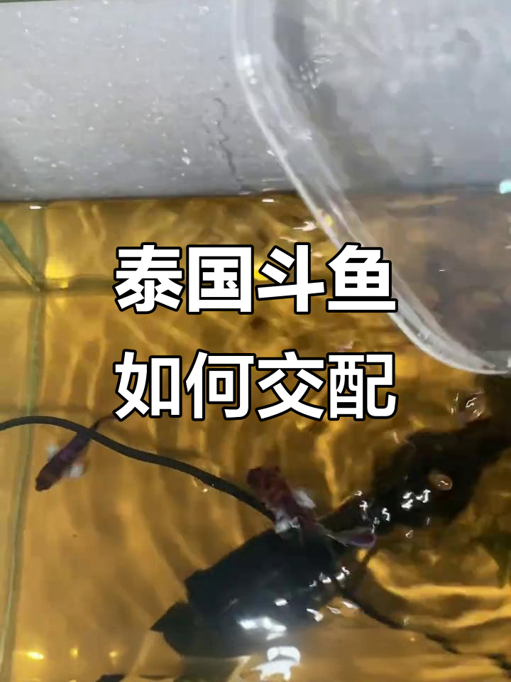 泰国斗鱼繁殖全攻略:从配对到孵化全过程