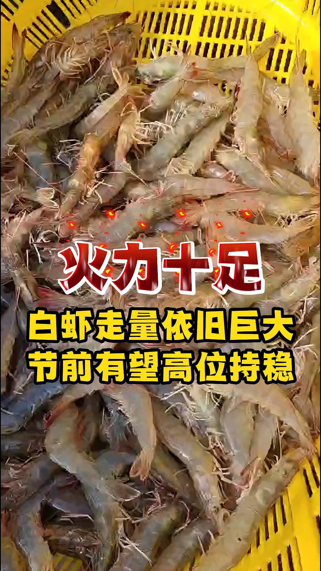 火爆!白虾行情已赶超往年!节前价格有望高位持稳!南美白对虾养殖 水产养殖