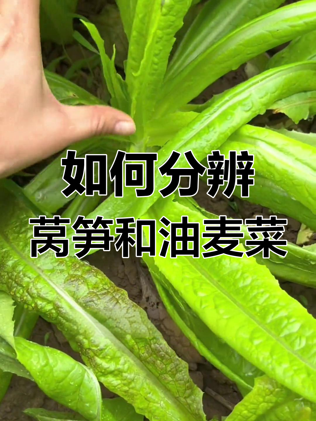 莴笋与油麦菜的差异对比,教你轻松区分