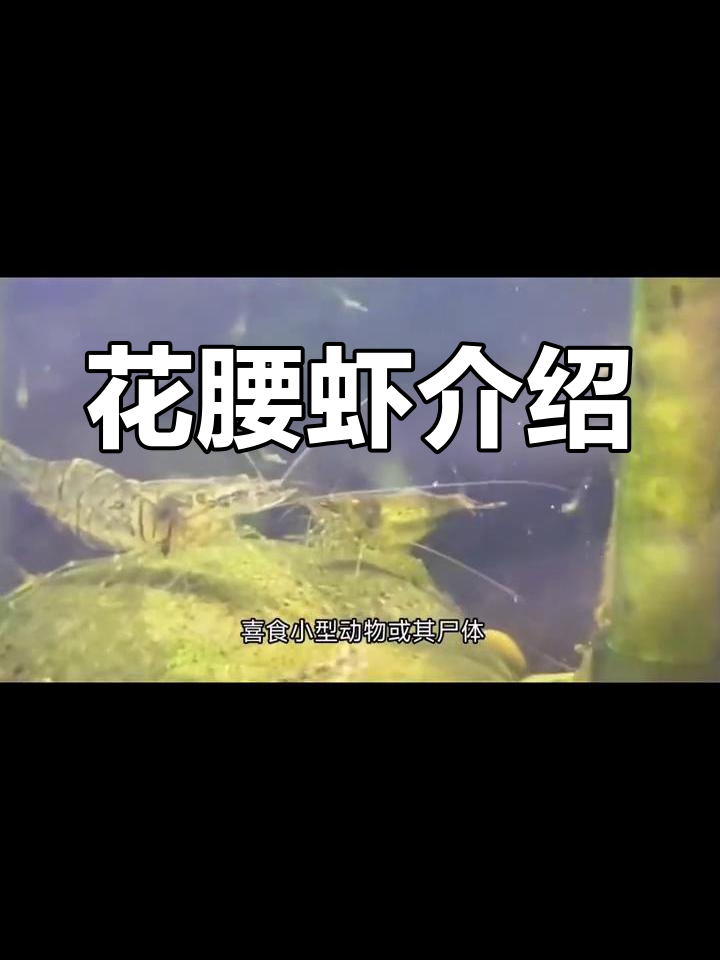 中华长臂虾的生态特征与分布