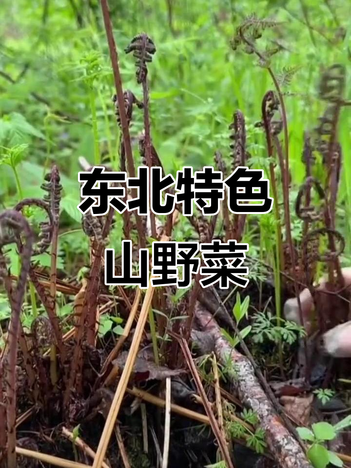 东北山野菜大揭秘:这些美味你尝过吗?