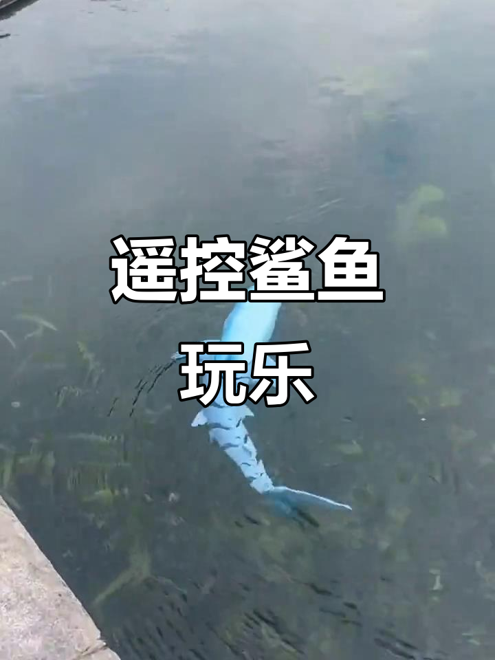 遥控鲨鱼,喷水戏水,电动玩具船让男孩爱不释手!