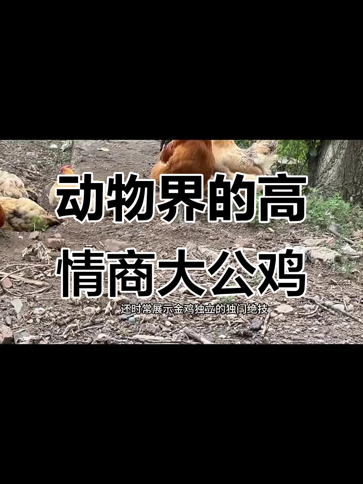 大公鸡的“高情商”与“暖男”形象,母鸡们的安全感满分