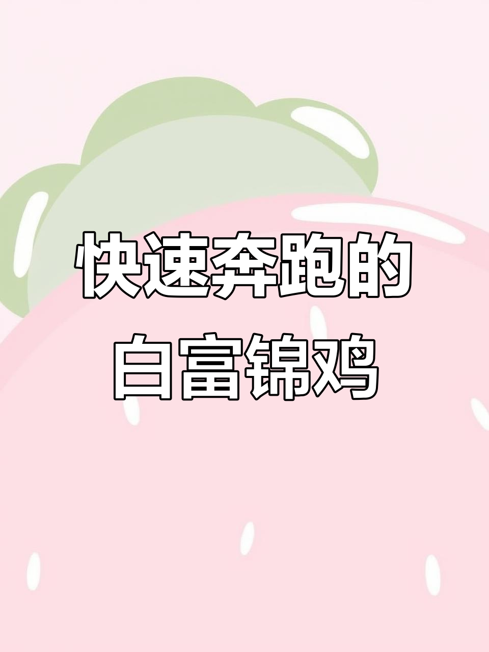 白腹锦鸡:森林中的速度之王,飞行能力差却能巧妙躲避敌害