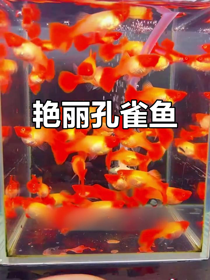 孔雀鱼色彩如红宝石,尾鳍似丝绸般优雅飘逸