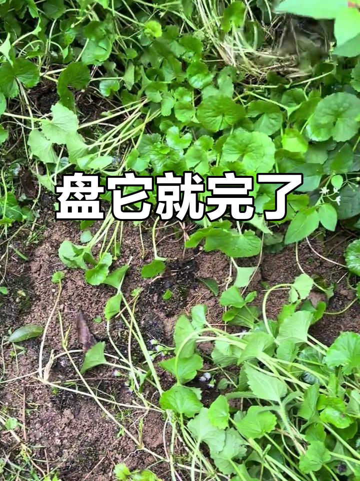 积雪草的美味之旅:探秘鸡舌草的独特风味