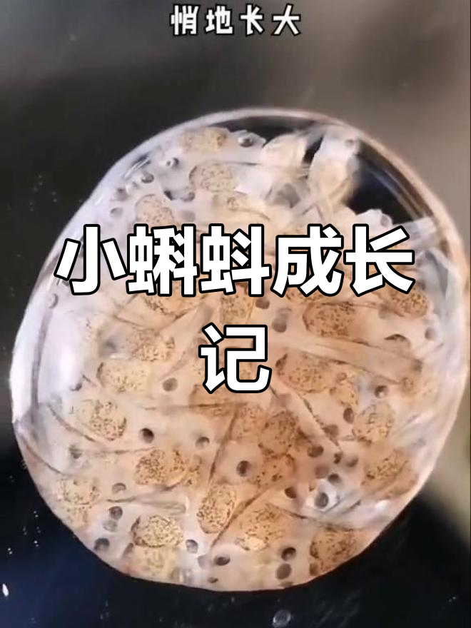 鱼卵变小鱼的奇妙过程