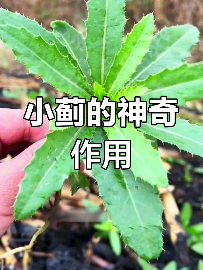 刺儿菜:看似危险,实则宝藏般的草本植物