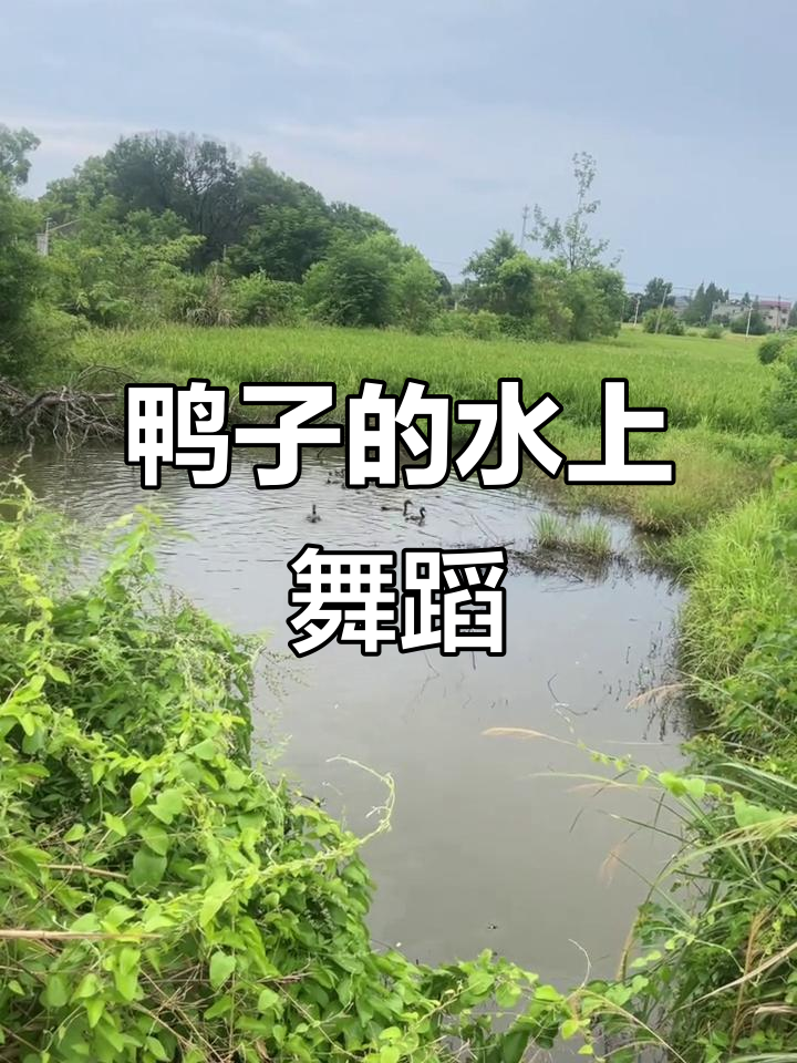 鸭子凫水,漂起一片欢乐