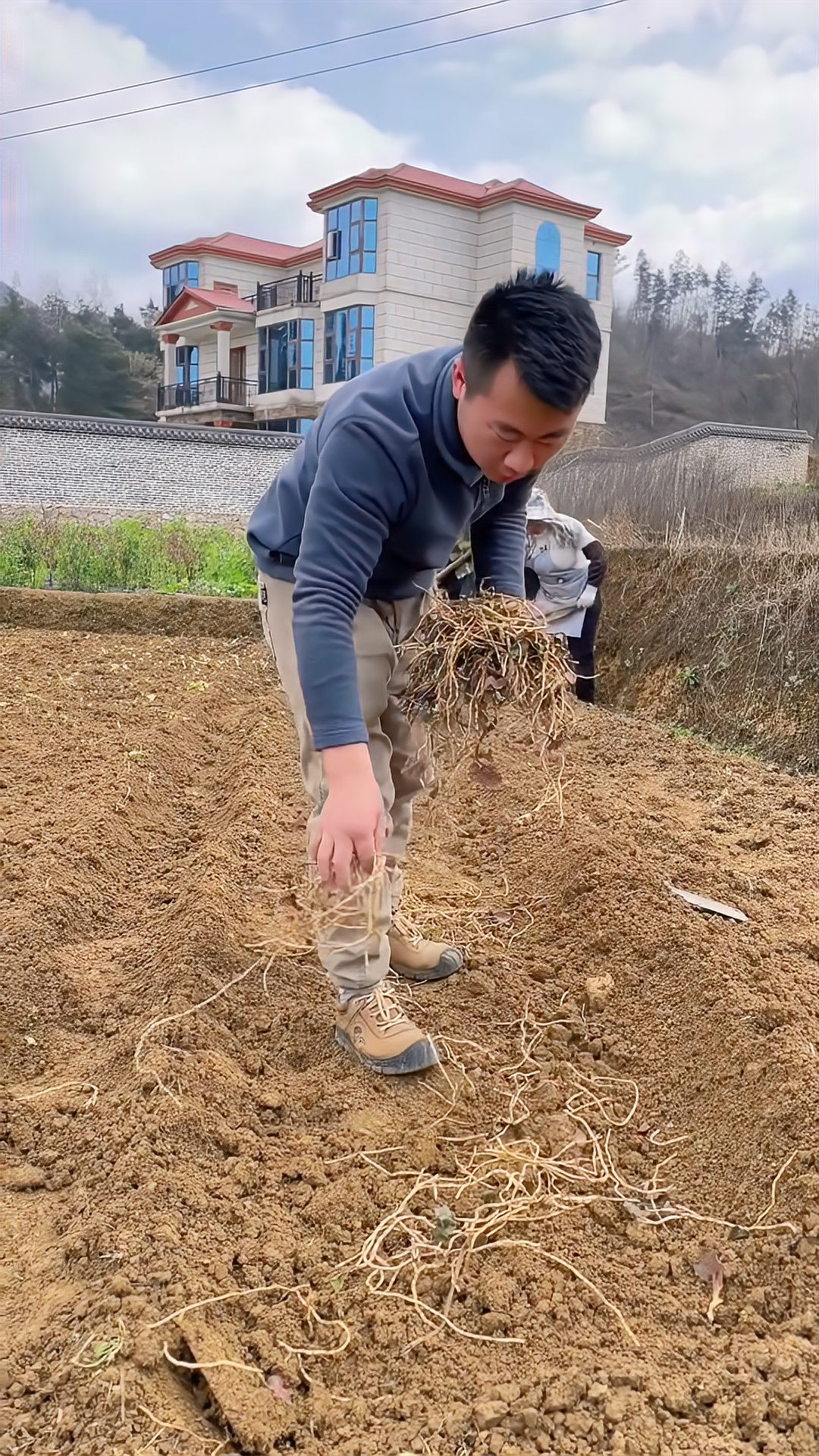 鱼腥草种植方法六大步骤,跟着学种植,亩产可达到5000斤