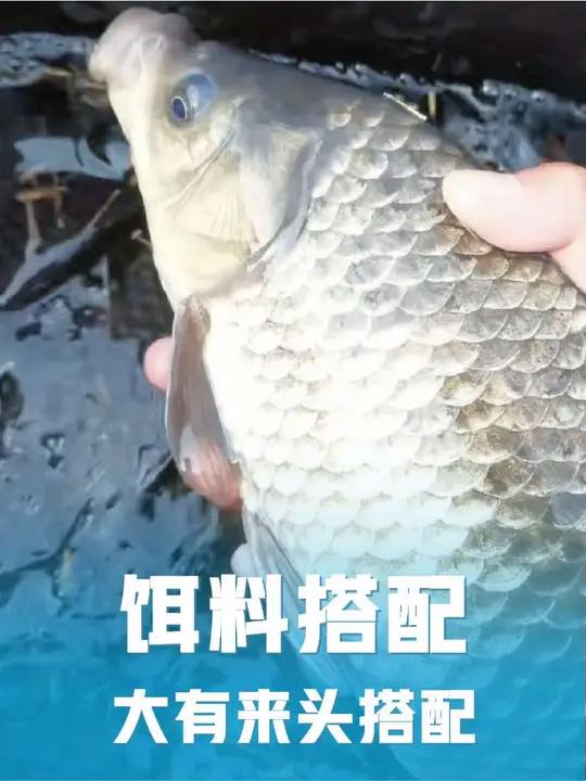 钓友分享最经典大有来头饵料搭配！鱼情让你意想不到！老鬼经典老三样搭配实测！