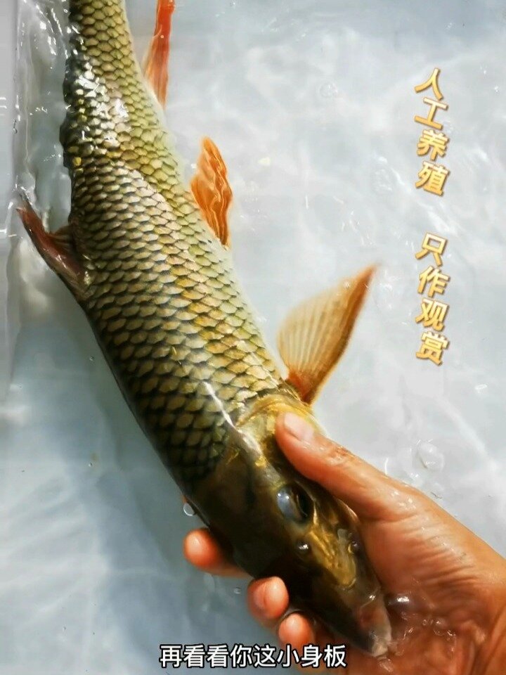 最美原生鱼