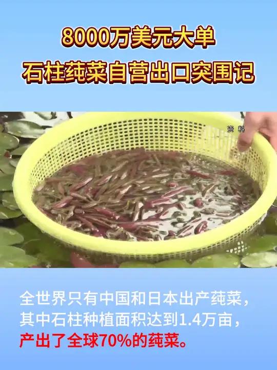 000万美元大单!石柱莼菜自营出口突围记