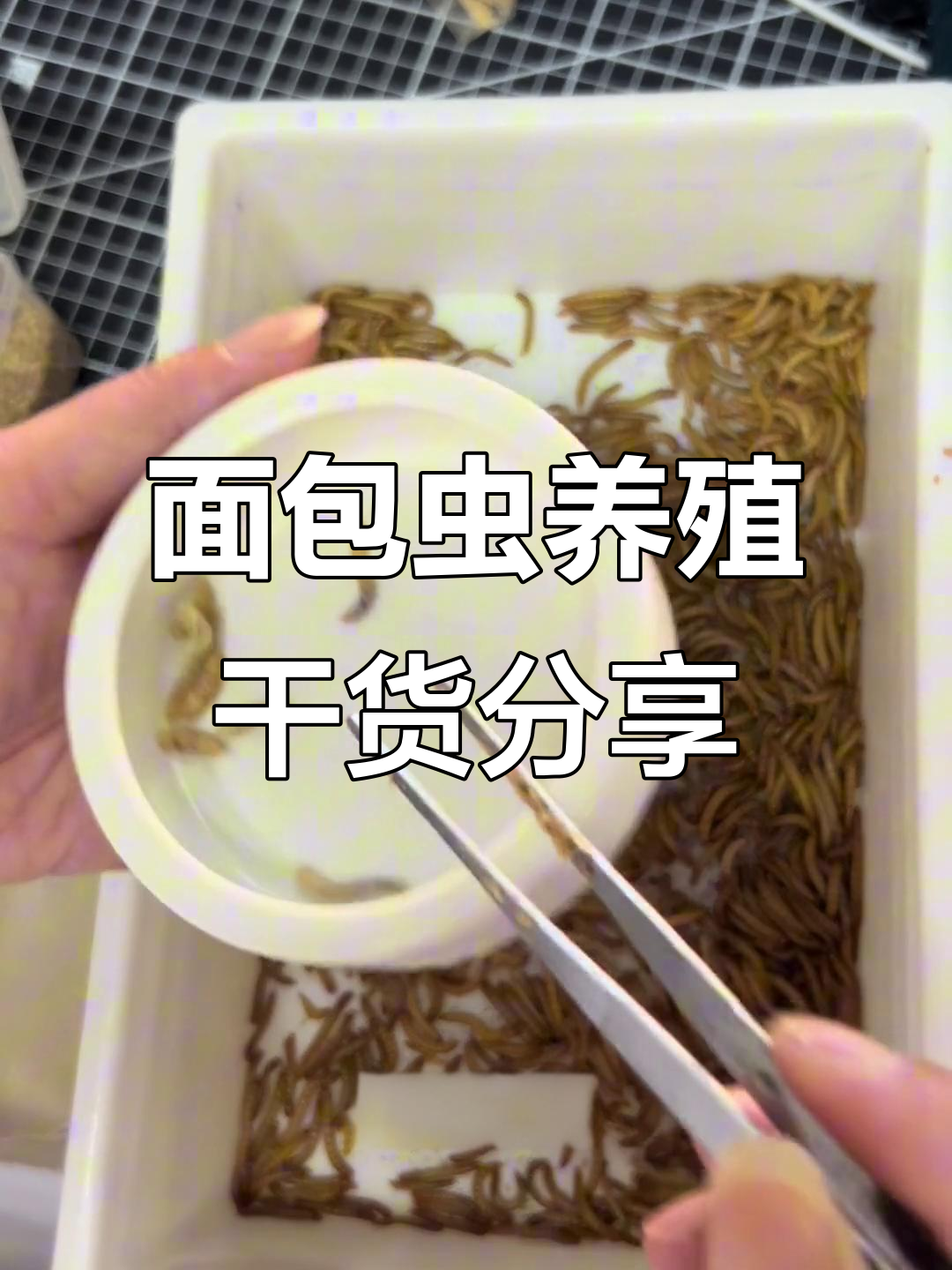 面包虫饲养技巧大公开,如何挑选高蛋白饲料与清理粪便
