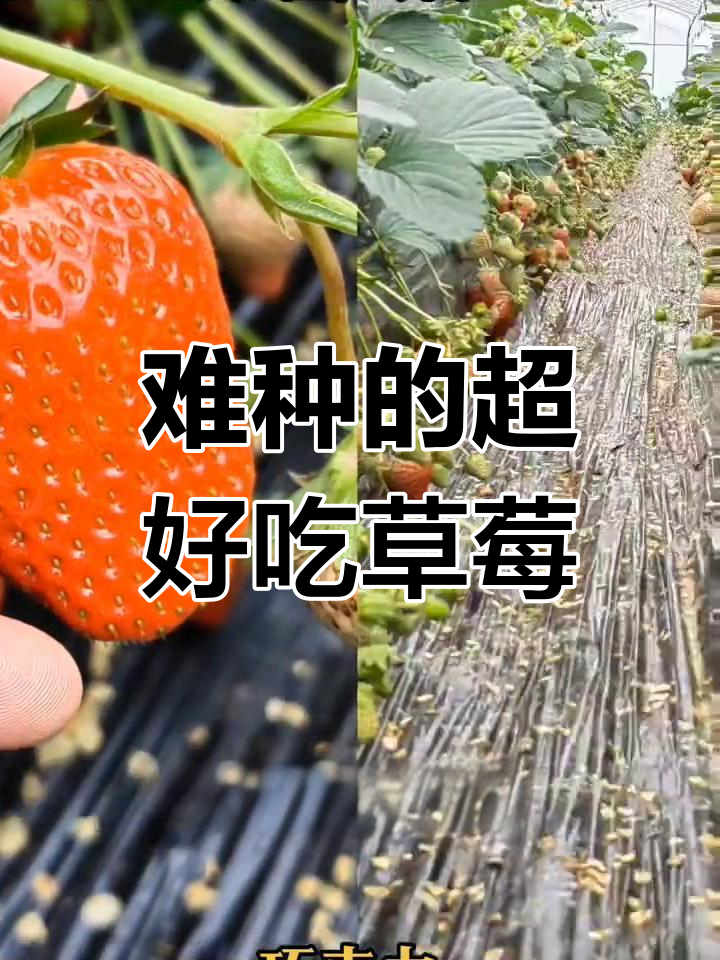 红颜草莓:最难种却最好吃,口感如巧克力般诱人