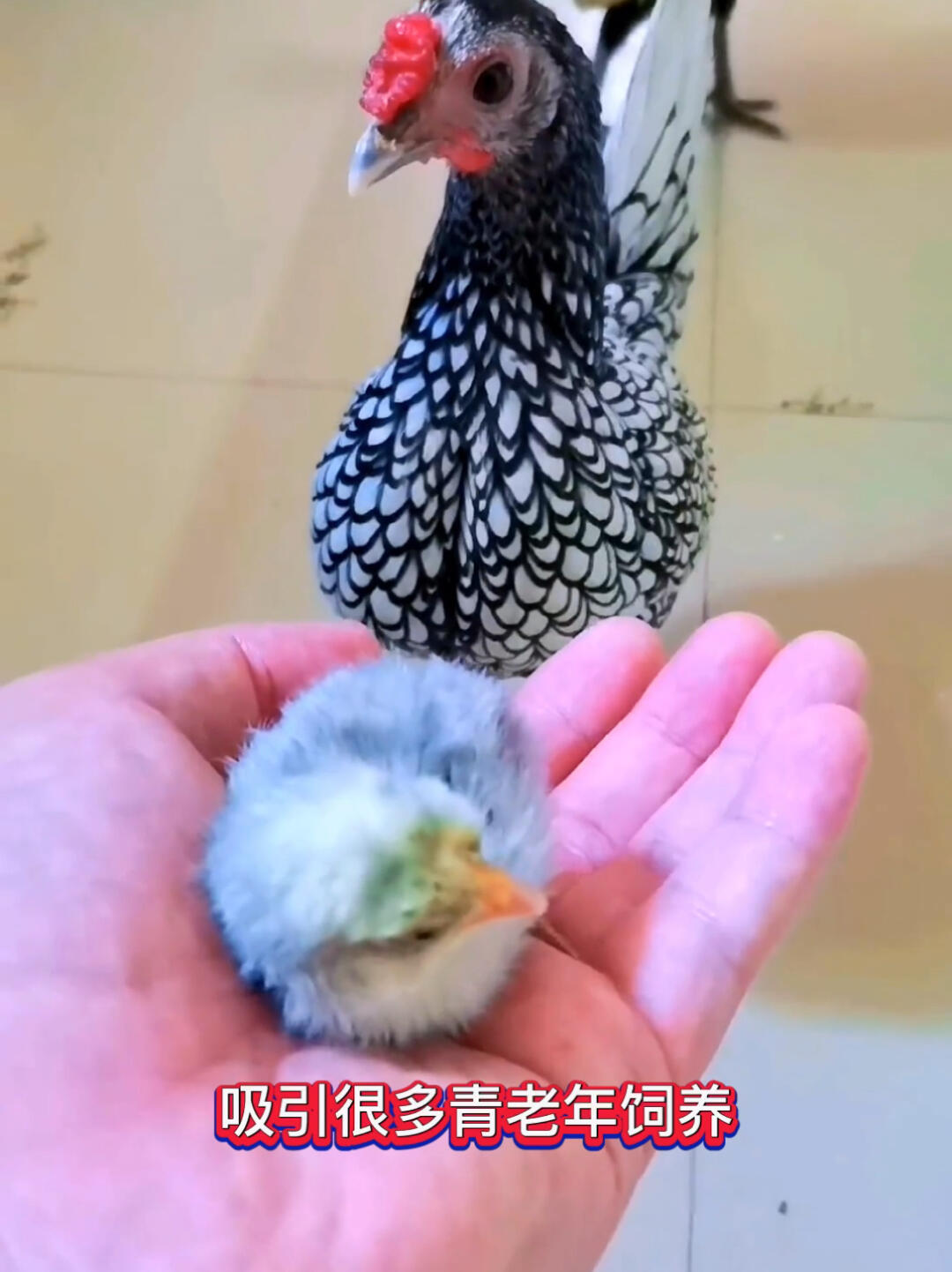 最美鱼鳞波兰鸡