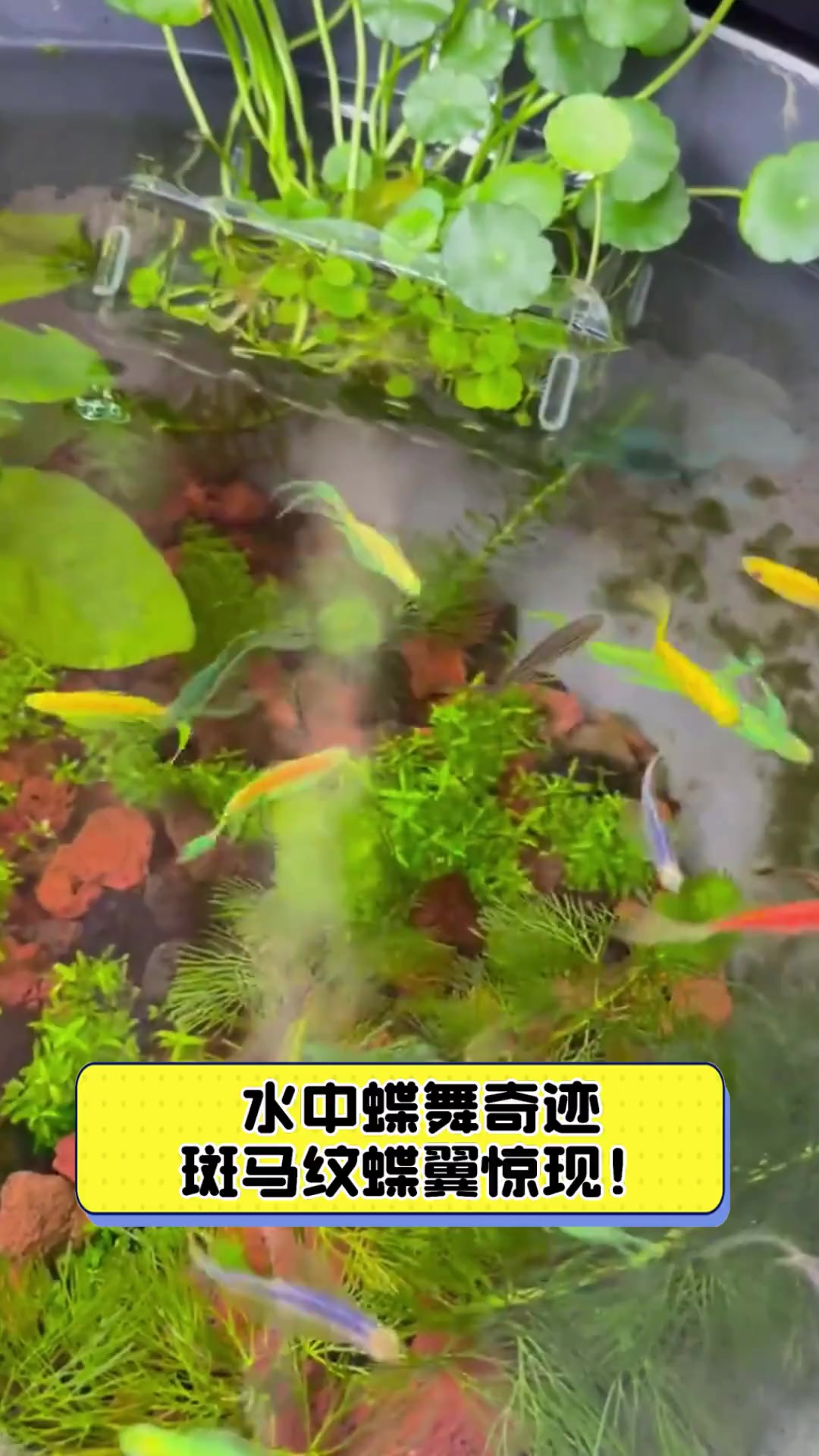 水中蝶舞奇迹,斑马纹蝶翼惊现!