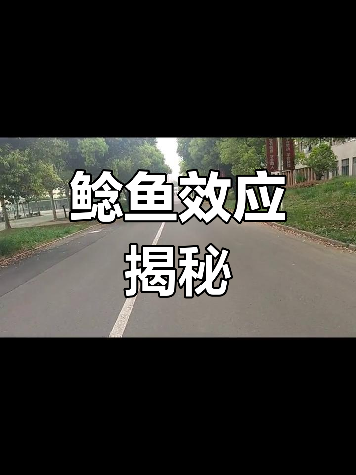 鲶鱼效应:沙丁鱼的生存秘诀,活力源于竞争与刺激