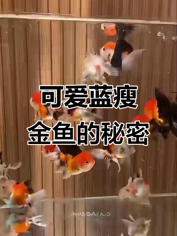 蓝瘦金鱼:像小猪一样可爱的游泳者,头瘤修剪很有趣