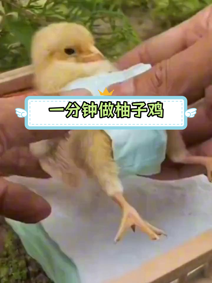 秋季柚子鸡亲子游戏,轻松雕刻水果拼盘