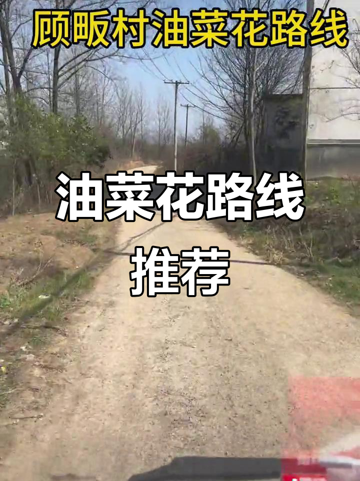顾畈村油菜花地,美丽乡村打卡新去处