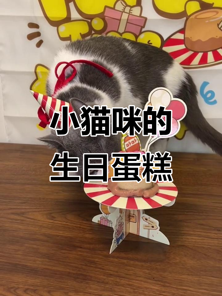 八万两岁生日蛋糕,馋猫已经等不及了!