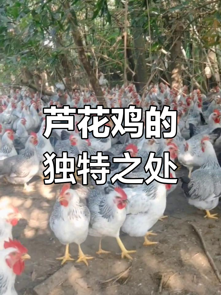 芦花鸡:柴鸡之王的美誉
