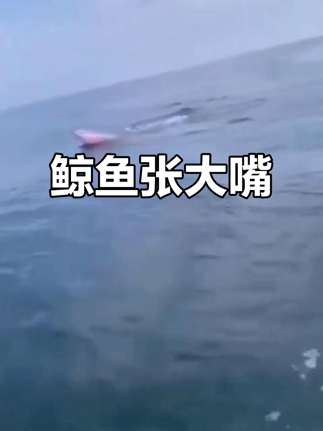 首次见到鲸鱼张开90度嘴,渔民幽默调侃:“核酸来了?”