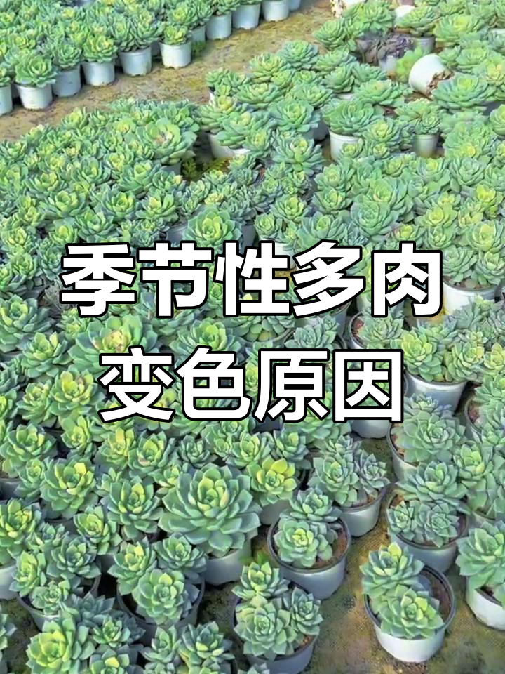 多肉植物变黄是因为光照不足,秋季最常见