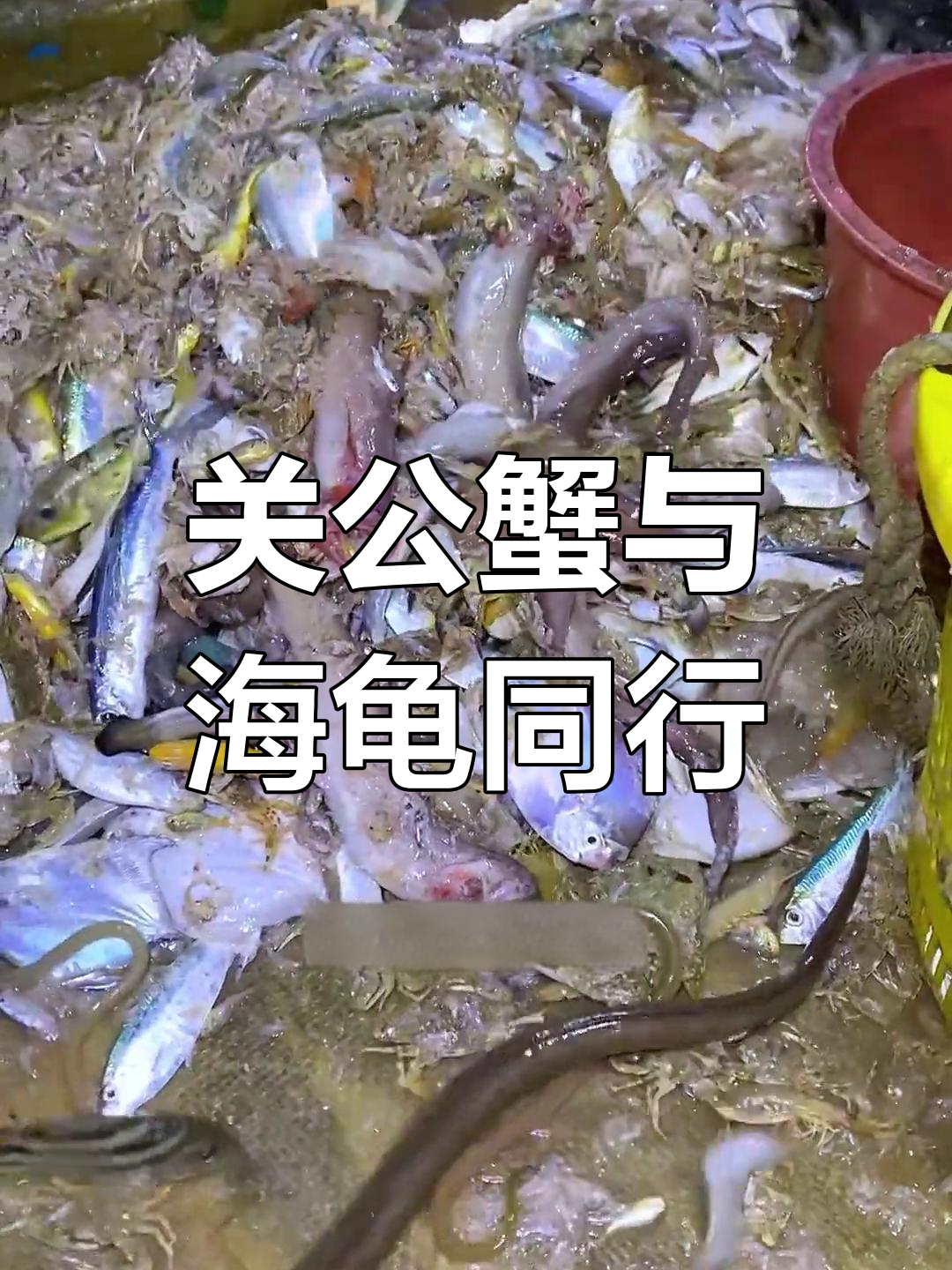 关公蟹背海龟行走天涯,赤鳞鱼视力退化却嗅觉敏锐