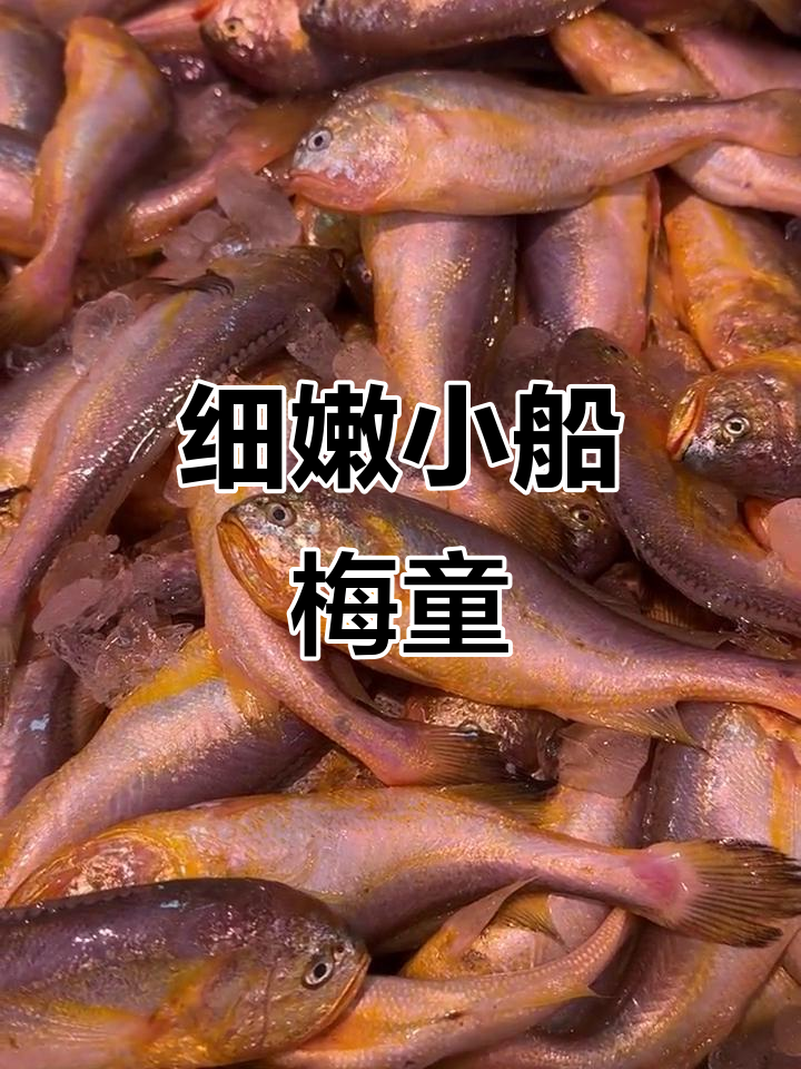 小船梅童鱼,肉质鲜嫩如黄鱼