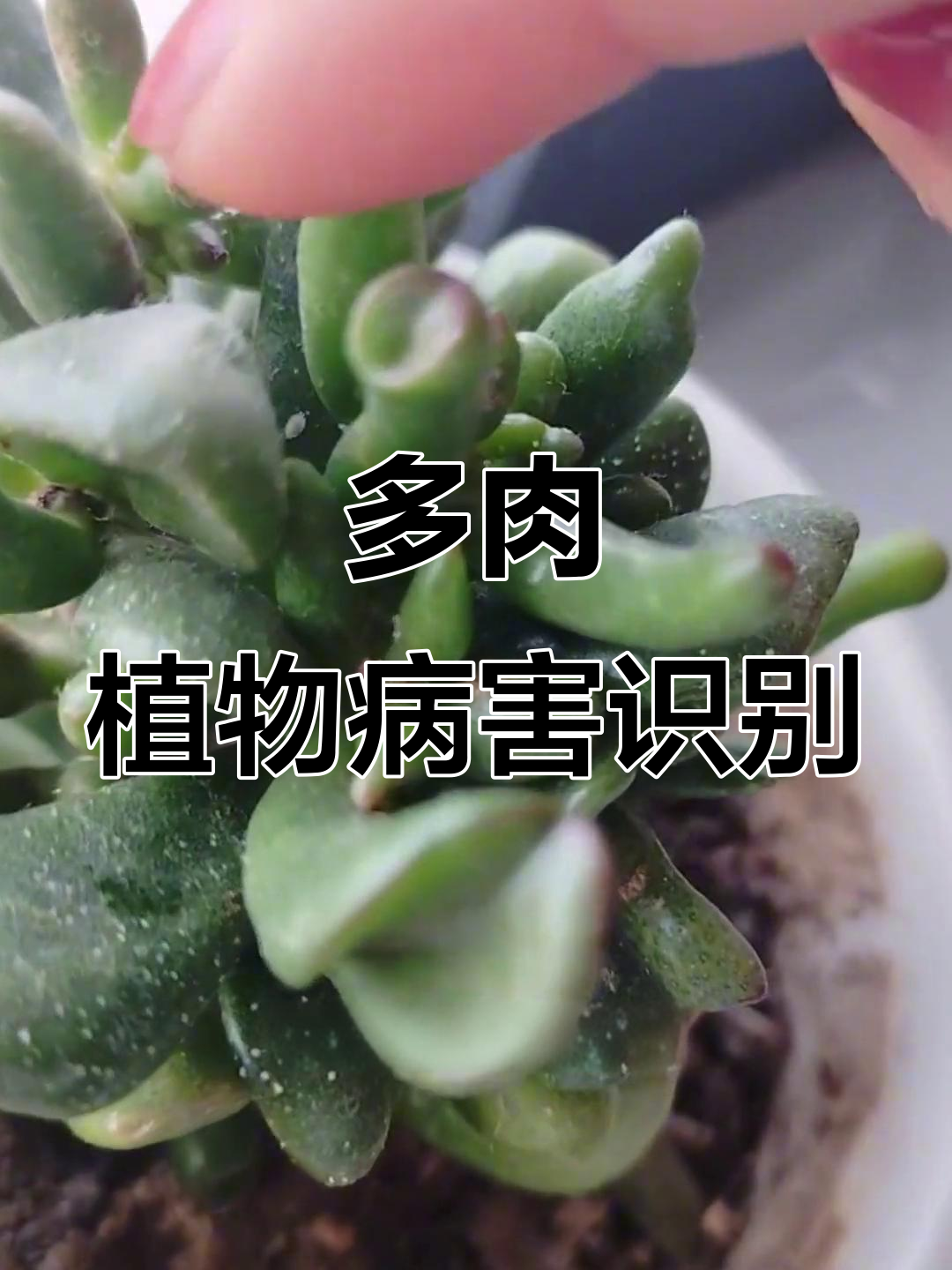 多肉植物常见病虫害及防治方法,叶片问题全解析