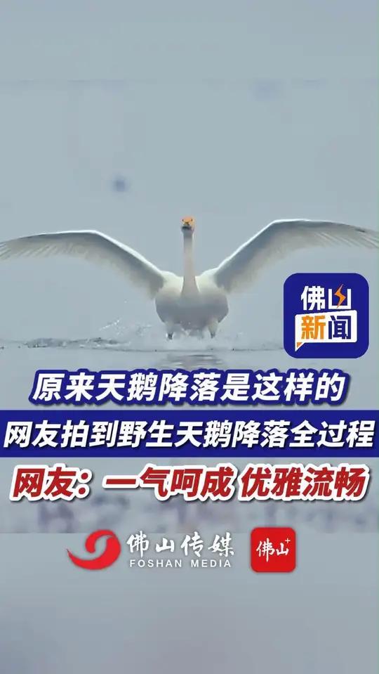 原来天鹅降落是这样的,网友拍到野生天鹅降落全过程。网友:一气呵成 优雅流畅!(实习编辑:潘