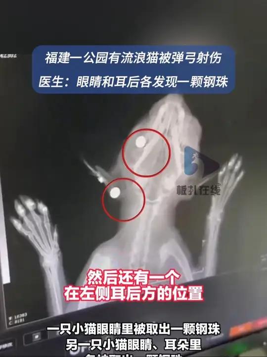 猫咪被弹弓射伤眼内耳内有钢珠 4月25日,福建福州。金山公园内有流浪猫被人用弹弓击伤的视频