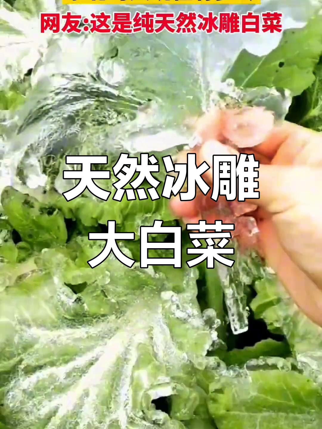 东北冬天的冰雕大白菜
