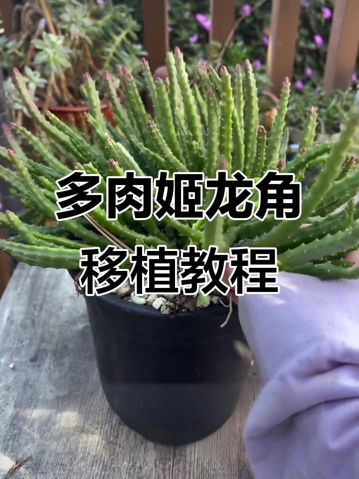 姬龙角多肉植物移植技巧,如何分盆让它长得更好