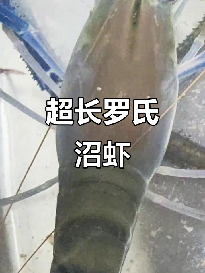 超大罗氏沼虾,养水池里简直无法处理!