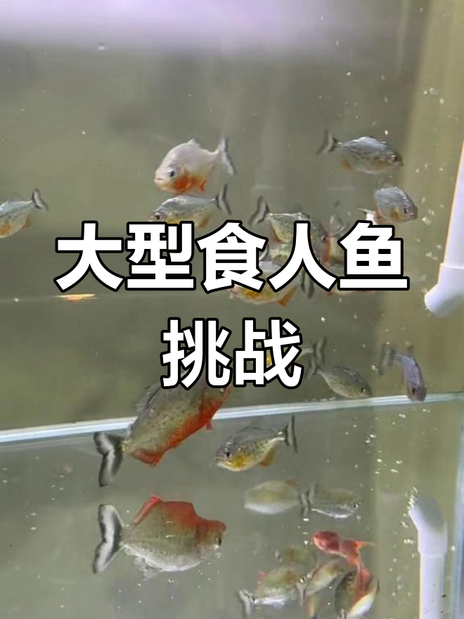 大号食人鱼闯入小缸,与小号食人鱼的激烈对决!