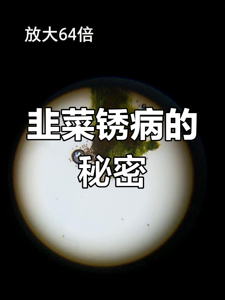 韭菜锈病显微镜下大揭秘,原来是这样破坏的!