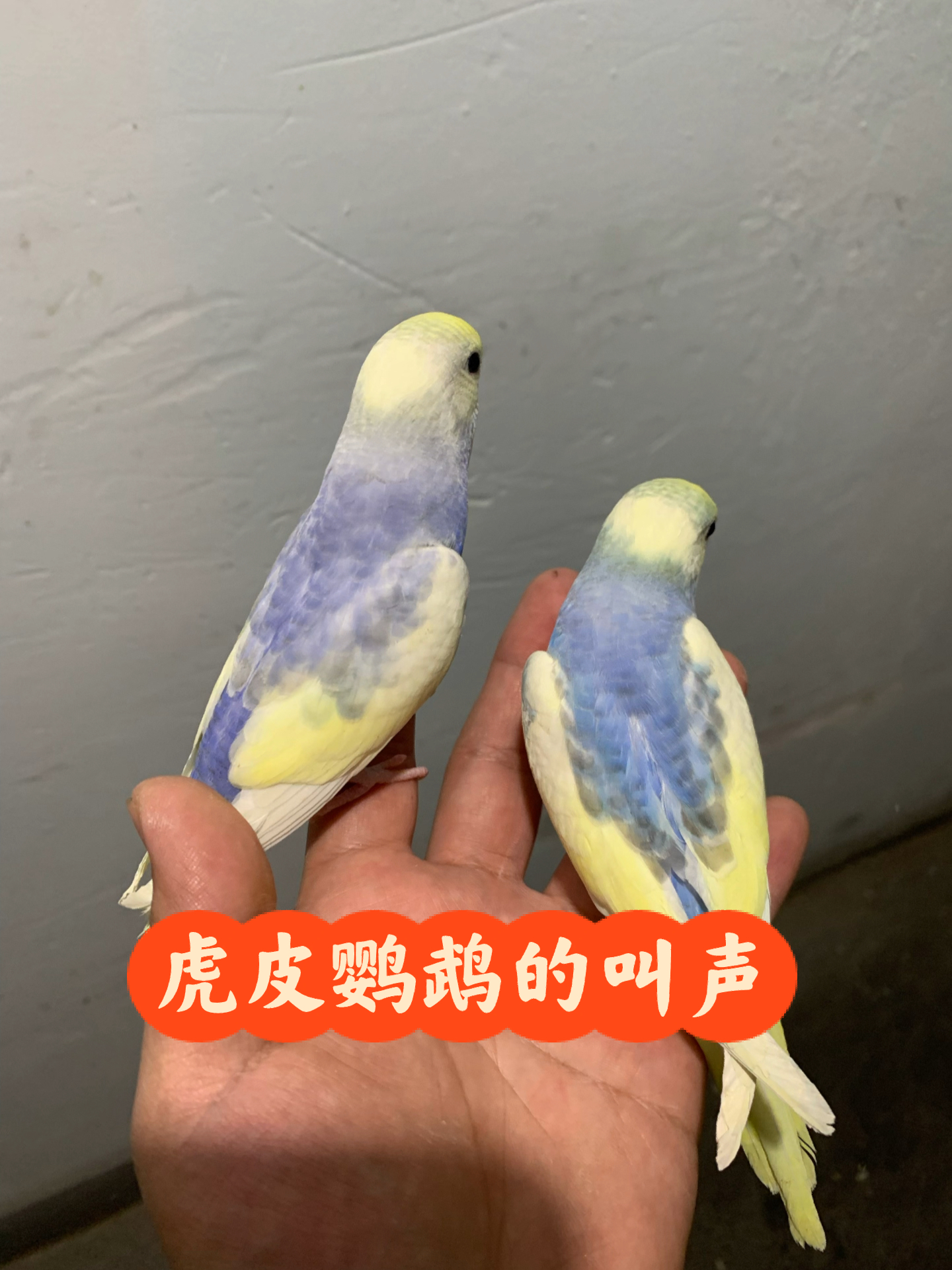 虎皮鹦鹉呼唤同伴的叫声,赶紧放给你家的听!