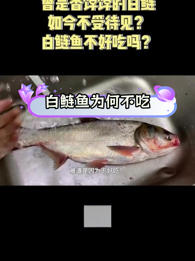白鲢鱼为何不受欢迎?刺多肉质差是关键