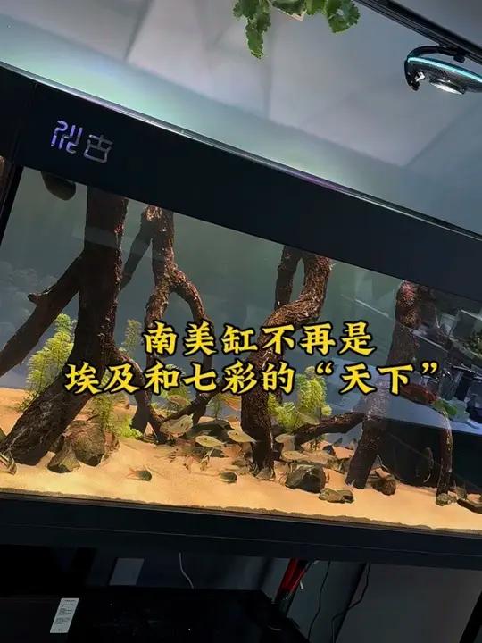 你们的南美缸,都养了些啥鱼?