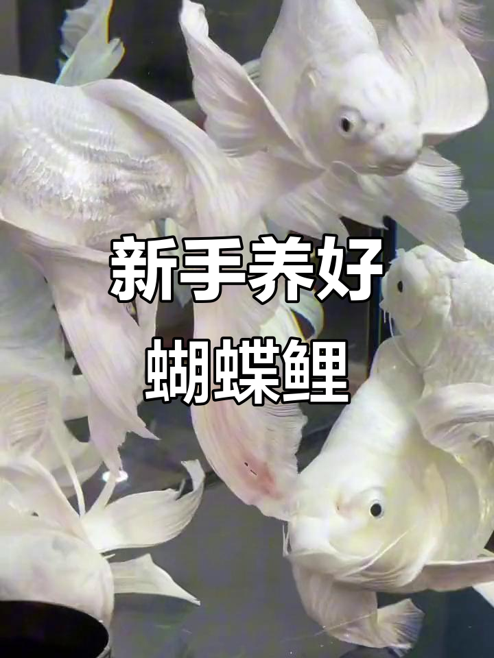 蝴蝶鲤新手养殖全攻略:水质、温度和密度管理