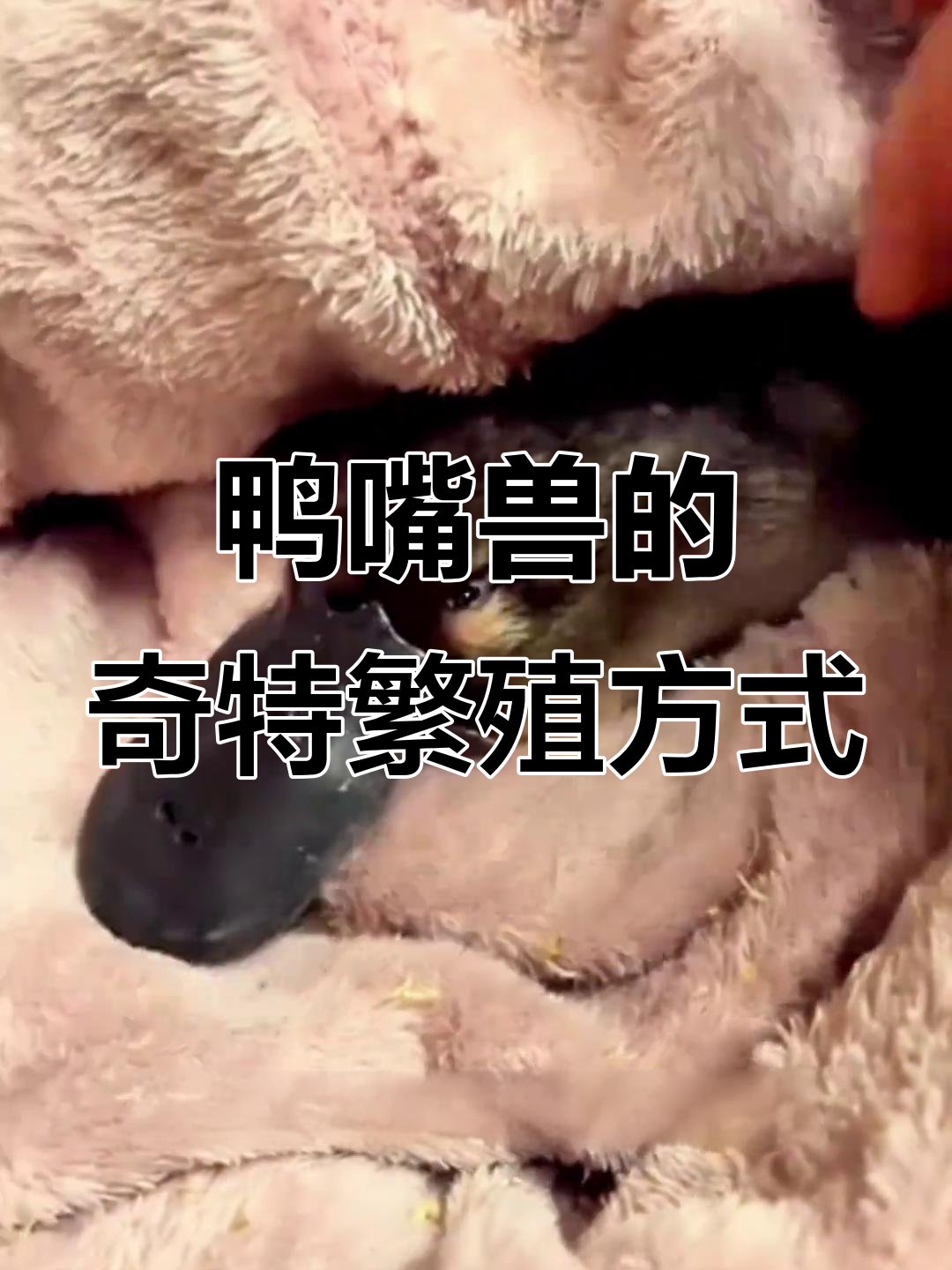 鸭嘴兽:看似拼凑的哺乳动物,竟能下蛋喂奶!